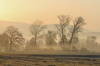 Meadows and trees in the early morning mist in the light of the rising sun, Reusstal, Aristau,