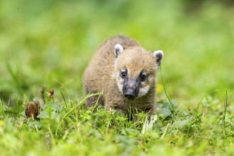 South American coati (Nasua nasua) youngster standing on the ground, captive, Zoo Augsburg