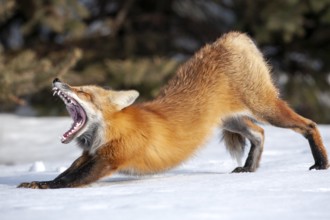 Red fox (vulpes vulpes), Fox standing on snow and stretching, Fox yawning, Province of Quebec,