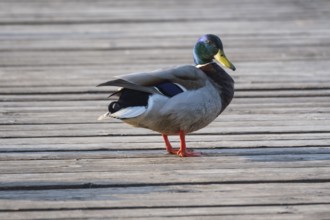 A mallard (Anas platyrhynchos) stands on a jetty at the Steinhuder Meer, animal photo, bird, bird
