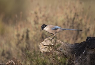 Blue magpie (Cyanopica cooki), Extremadura, Castilla La Mancha, Spain