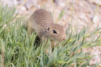 A young European ground squirrel (Spermophilus citellus) or European souslik stands on a gravel