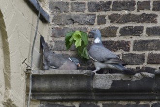 Bridal gifts... Wood pigeon (Columba palumbus), pigeons breed on the ledge of a church, a building,