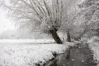 Stream, old drainage ditch in the Rhine floodplains near Meerbusch in winter with snow, Ilvericher