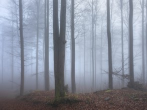 Beech forest in dense fog, Upper Palatinate, Bavaria, Germany