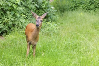 A female roe deer (Capreolus capreolus) stands in a green meadow. Bavaria, Germany