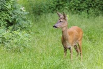 A female roe deer (Capreolus capreolus) stands in a green meadow. Bavaria, Germany
