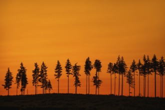 Deforestation showing few remaining spruce trees in coniferous clearcut forest, silhouetted against