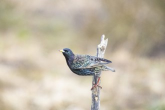Starling (Sturnus vulgaris) Germany
