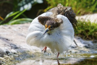 A bird with striking white plumage at the water's edge, ruff (Calidris pugnax, Syn.: Philomachus