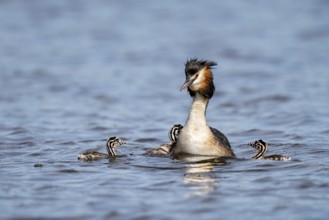 Great Crested Grebe (Podiceps Scalloped ribbonfish), with chicks, Vulkaneifel,