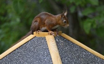 Eurasian red squirrel (Sciurus vulgaris), sitting on a bird feeder, Stuttgart, Baden-Württemberg,