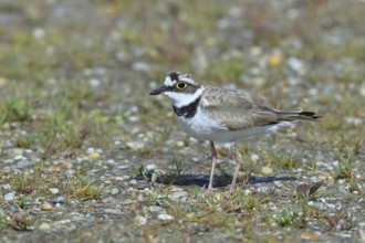 Little Ringed Plover (Charadrius dubius) adult bird standing on a gravel bank at the lakeshore,