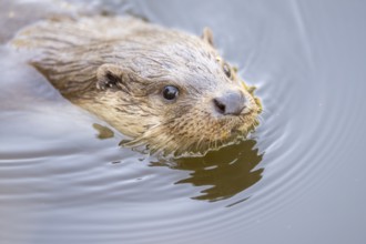 Eurasian otter (Lutra lutra) swimming in the water, Hesse, Germany