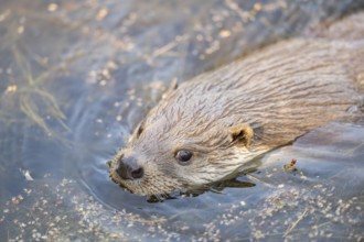 Eurasian otter (Lutra lutra) swimming in the water, Hesse, Germany
