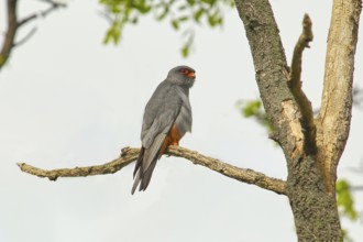 Red-footed falcon (Falco vespertinus), male sitting on a branch, wildlife, nature photography,