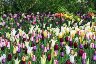Different coloured tulips (Tulipa), colourful tulip bed, Keukenhof gardens, Lisse, Bollenstreek,