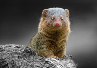 Dwarf mongoose (Helogale parvula), adult, captive, animal portrait, occurrence savannahs, light