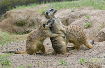 Meerkat (Suricata suricatta), captive, during playful fighting, measuring strength, occurrence