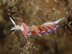 Nudibranch with complex play of colours of purple and orange, migratory thread snail (Cratena