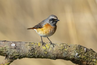 Redstart (Phoenicurus phoenicurus) Germany
