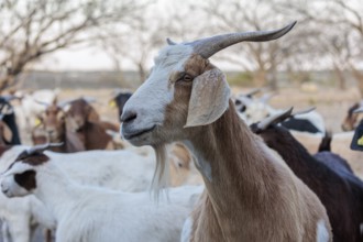 Domesticated goat livestock raised for meat producion on a ranch in Sonora, Texas, USA