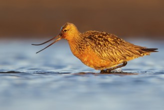 Bar-tailed Godwit (Limosa lapponica) feeding along a river in Nome, Alaska