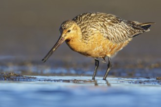 Bar-tailed Godwit (Limosa lapponica) feeding along a river in Nome, Alaska
