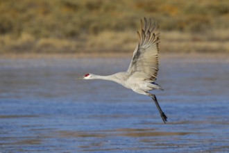 Sandhill Crane Grus canadensis tabida Bosque del Apache National Wildlife Refuge, New Mexico,