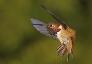 Rufous Hummingbird (Selasphorus rufus) male, British Columbia, Canada