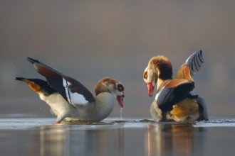 Egyptian Goose (Alopochen aegyptiaca) pair, North Rhine-Westphalia, Germany