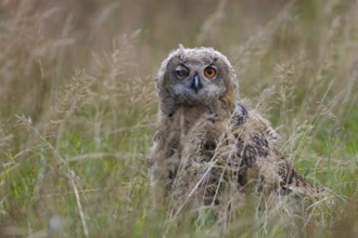 Europäischer Uhu; lat. Bubo bubo; Ästling auf Wiese sitzend