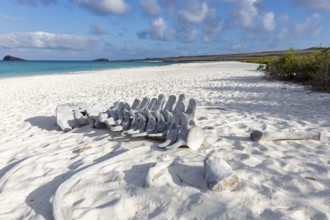 Whale skeleton, Gardner Bay beach, Isla Española, Galapagos, Ecuador
