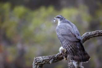 Northern Goshawk (Accipiter gentilis) female with prey, Madrid, Spain