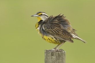 Eastern Meadowlark (Sturnella magna), Florida, USA