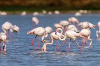 Greater Flamingo (Phoenicopterus roseus), Castile-La Mancha, Spain