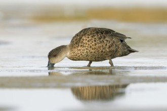 Grey Teal (Anas gracilis) foraging, Victoria, Australia