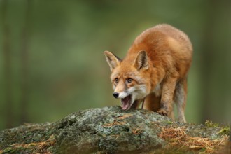 Animal, green environment, stone. Fox in forest. Cute Red Fox, Vulpes vulpes, at forest with