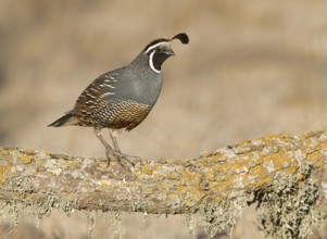 California Quail (Callipepla californica) male, California, USA