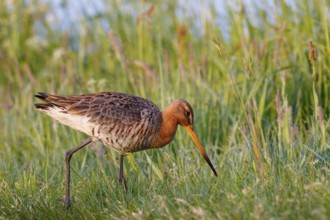 Black-tailed Godwit (Limosa limosa), Netherlands