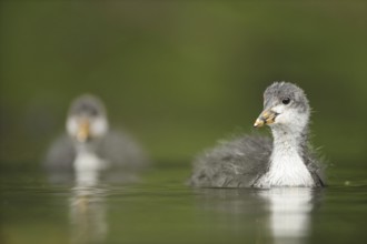 Eurasian Coot (Fulica atra) juvenile, North Rhine-Westphalia, Germany