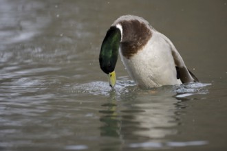 Mallard (Anas platyrhynchos) male, Lower Saxony, Germany