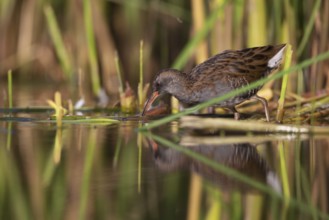 Water Rail (Rallus aquaticus) foraging, Saxony, Germany