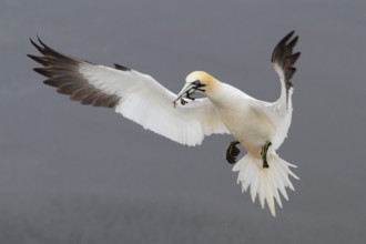 Northern Gannet (Morus bassanus) flying, Schleswig-Holstein, Germany
