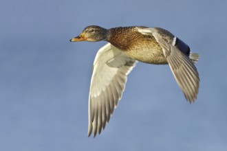 Mallard (Anas platyrhynchos) flying, British Columbia, Canada