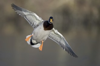 Mallard (Anas platyrhynchos) male flying, Lower Saxony, Germany