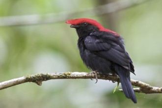 Helmeted Manakin (Antilophia galeata) perched on a branch in the Atlantic rainforest of southeast