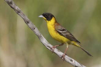 Black-headed Bunting (Emberiza melanocephala) male, Cyprus