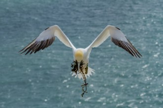 Northern Gannet (Morus bassanus) flying with nesting material in its beak, Schleswig-Holstein,
