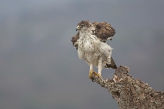 Bonelli's Eagle (Aquila fasciata), Extremadura, Spain